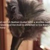 Redecker Small Ostrich Feather Duster 2 Redecker Small Ostrich Feather Duster